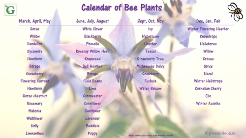 How To Make Your Family's Garden More Bee Friendly plants